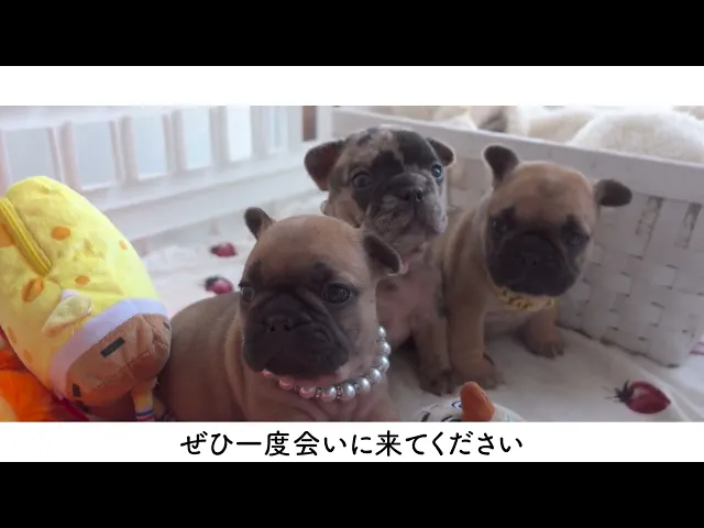 動画