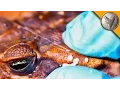 Toad Sprays Poison