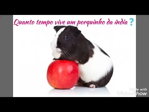 Download MP3 Quanto tempo vive um porquinho da índia ❓