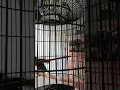 Download Lagu jalilin coklat suara panjang dobelan rapat cocok buat masteran gacoan temen temen...!!