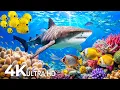 Download Lagu OCEAN 4K | Sea Animals for Relaxation, Beautiful Coral Reef Fish in Aquarium 🐳 Ocean Relaxation Film