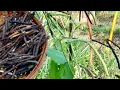 Download Lagu How To Grow Mung Bean Plant in Pot-Growing Mung Bean from Seeds till Harvest