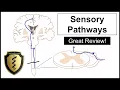 The Sensory Pathways - A Review of the Spinothalamic and Dorsal Column Tracts