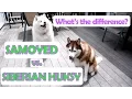 Siberian Husky vs Samoyed What s the Difference