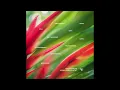 Download Lagu Dayro - Rilassati [WD001]