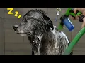 I m Not Sure Where This Dog Is But It s Definitely Not Planet Earth