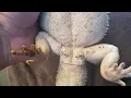 Bearded Dragon Clogged Femoral Pores What Are They How Do You Care For Them