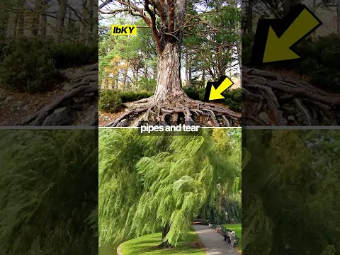 the most rarest tree on earth