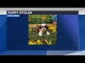 Dognapper walks out of Fort Myers pet store with puppy hidden under his shirt