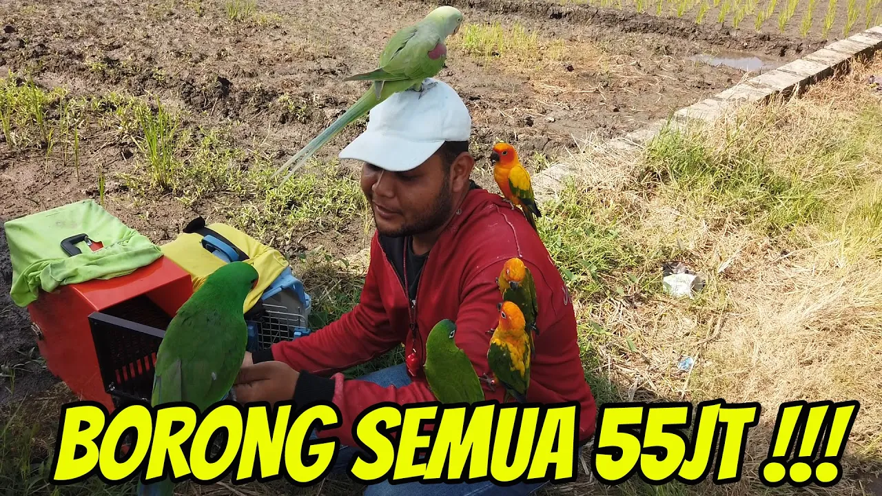 BORONG BURUNG FREE FLY DURASI TERBANG TERKEREEEN SEHARGA 55JT ‼️MENURUT KALIAN BAGUS GA GUYS ⁉️