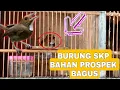 Download Lagu CARA MEMILIH SIKATAN KERONGKONGAN PUTIH ( SKP ) DI OMBYOKAN YANG JANTAN DAN PROSPEK BAGUS💯