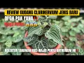 HARGA ANTHURIUM CLARINERVIUM INI BIKIN KOLEKTOR KAGET‼️ JENIS BARU DI GH PAK YANA 😱🌿
