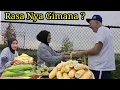 Download Lagu Panen Jagung Tanamam di Halaman Langsung Di Bakar Pakai Kayu ? 🤣🤣