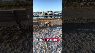 Has to mark every spot .. #fyp #dream #youtube #doberman #pets