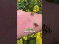 Download Lagu Arı Soktuğunda Ne Yapmalısınız? 🐝🚑😮