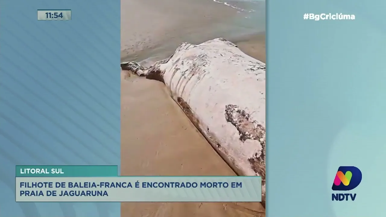 Filhote de baleia-franca é encontrado morto em praia de Jaguaruna