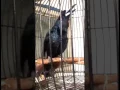 Burung Jagal Papua Hitam