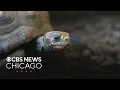 Tortoises can feel emotions like optimism positivity scientists say