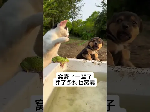 A spineless little dog #cute #pigfeed #funny