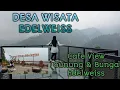 Download Lagu DESA WISATA EDELWEISS || View gunung \u0026 Tanaman edelweiss yang cantik#edelweis #cafe #wisatamalang