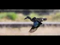 Unveiling the Mysteries of Waterfowl Migration with 50 Ducks