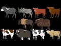 Cattle - TheKidsPictureShow