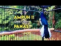 Download Lagu TERAPI KACER GACOR ISIAN ATASI KACER MACET BUNYI LANGSUNG NYAUT BUKOR EMOSI | AMPUH CEPAT PANAS