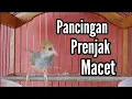 Download Lagu Pancingan PRENJAK BETINA GACOR, Sangat Ampuh Mengatasi Prenjak Anda Yang Macet