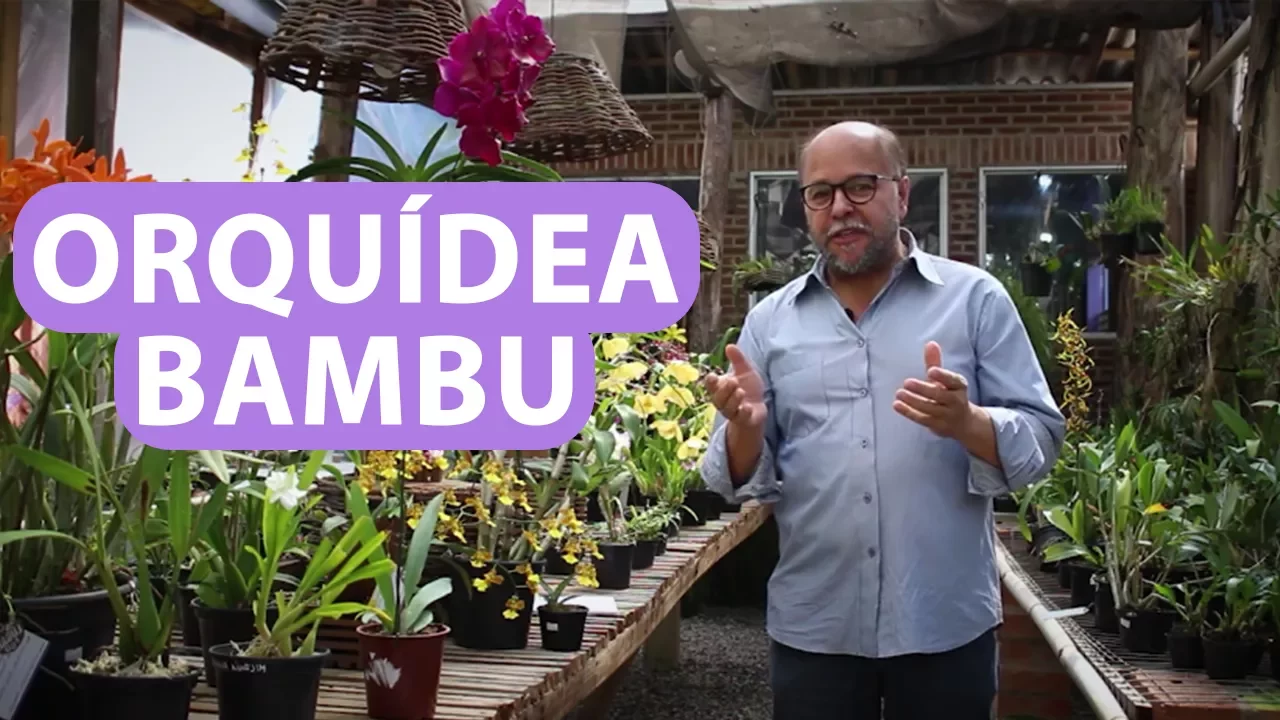 ORQUIDEA BAMBU