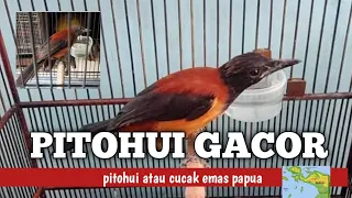 pitohui atau cucak emas papua gacor dorr 