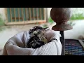 Download Lagu suara anak an pelatuk Sampit umur 2 Minggu gacor, masih kecil udah panjang suaranya