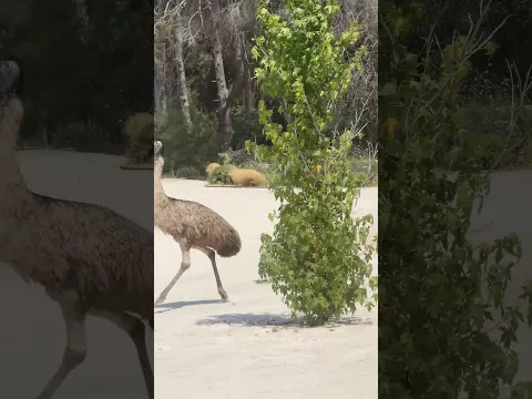 Bunny Chasing Emu In Sunny Courtyard