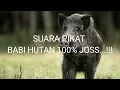Download Lagu SUARA PIKAT BABI HUTAN 100% JOSS...!!!