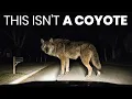 The Coyotes in the Northeast Are Turning Into Something Bigger And Nobody Knows Why