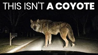 The Coyotes in the Northeast Are Turning Into Something Bigger And Nobody Knows Why