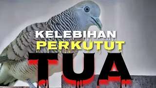 Download 7 Kelebihan Yang di miliki Burung Perkutut Lokal Alam,,,Yang Berumur Tua. MP3