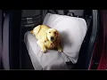 WeatherTech Seat Protector Up-Close Look