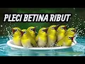 Download Lagu PLECI BETINA RIBUT