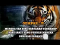 Download Lagu JIWA TERPILIH _ MEREKA TSK BISA BERTAHAN DENGAN RASA SAKIT YANG PERNAH MEREKA BERIKAN PADAMU