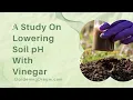 A Study On Lowering Soil pH With Vinegar
