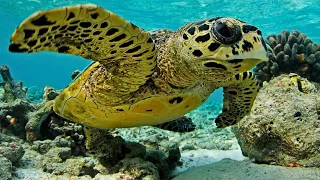 Hawksbill Sea Turtles An Endangered Sea Turtle Species