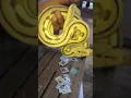 Lagu Kawan Baru #newmusic #music #singersongwriter #originalsong #musician #reptiles #ularbesar #snake