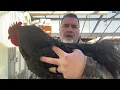 What makes a True Jersey Giant