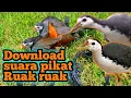 Download Lagu Download ‼️ Mp3 pikat ruak ruak ampuh || sound call || water hen || easy bird traping