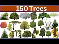 Types of Trees Learn 150 Tree Names Through Beautiful Images