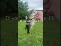 Download Lagu If you sub I’ll sub back #bassfishing #jaidmeel