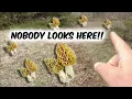 Where To Find Morel Mushrooms Start HERE