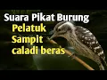 Suara pikat burung pelatuk sampit caladi beras terbaru