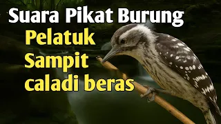 suara pikat burung pelatuk sampit caladi beras terbaru