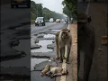 Mother monkey rescues baby monkey after electric shock | Animal rescue | Mysterious Land